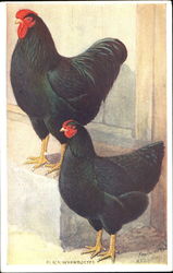 Black Wyandottes Postcard