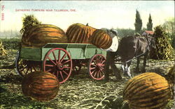 Gathering Pumpkins Near Tillamook Oregon Postcard Postcard