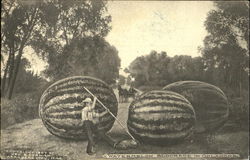 Watermelon Blockade In Oklahoma Postcard