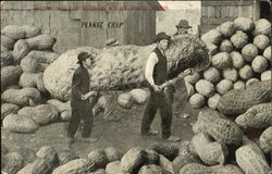 Peanut Crop Postcard