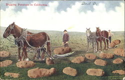 Digging Potatoes In California Postcard