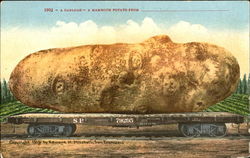 A Carload - A Mammoth Potato Postcard