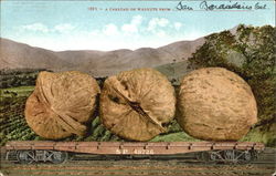 A Carload Of Walnuts From San Bernardino Postcard