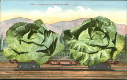 A Carload Of Cabbages Exaggeration Postcard Postcard