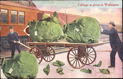 Cabbage As Grown In Washington Exaggeration Postcard Postcard