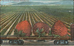 Specimen Of California Strawberries Postcard