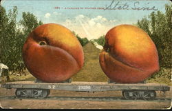 A Carload Of Peaches From Exaggeration Postcard Postcard