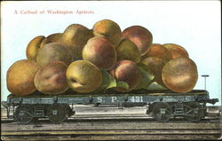 A Carload Of Washington Apricots Exaggeration Postcard Postcard