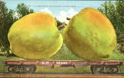 A Carload Of Bellflower Apples Exaggeration Postcard Postcard