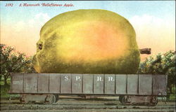 A Mammoth Belleflower Apple Postcard