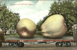 Specimen Of California Apples Postcard