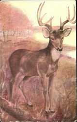 Deer Postcard