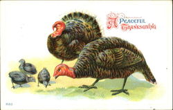 A Peaceful Thanksgiving Postcard Postcard