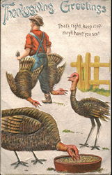 Thanksgiving Greetings Postcard