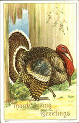 Thanksgiving Greetings Postcard