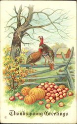 Thanksgiving Greetings Postcard