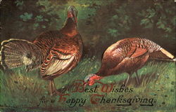 Best Wishes For A Happy Thanksgiving Postcard