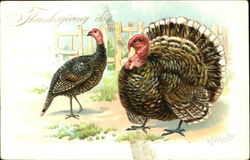 Thanksgiving Day Postcard