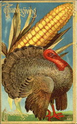 Thanksgiving Greetings Postcard