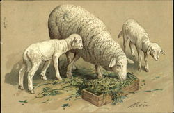 Sheep and Lambs Feeding Postcard