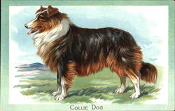 Collie Dog Dogs Postcard Postcard