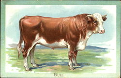 Bull Postcard