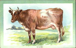 Cow Postcard