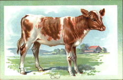 Calf Postcard