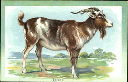 Goat Goats Postcard Postcard