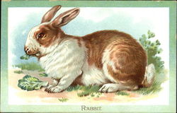 Rabbit Postcard Postcard