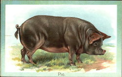 Pig Pigs Postcard Postcard