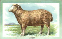 Sheep Postcard Postcard