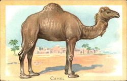 Camel Postcard Postcard