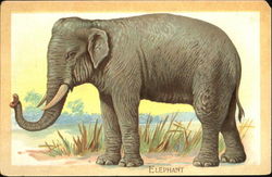 Elephant Postcard