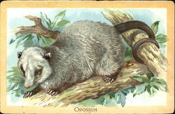 Opossum Postcard