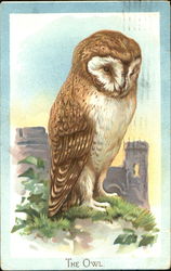 The Owl Postcard