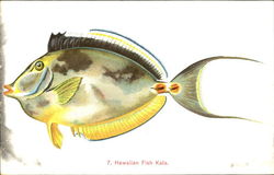 Hawaiian Fish Kala Postcard