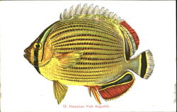 Hawaiian Fish Kapuhili Postcard