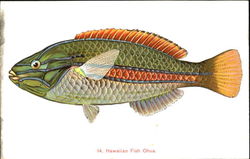 Hawaiian Fish Ohua Postcard