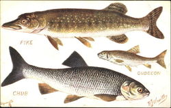 The Pike The Chub The Gudgeon Postcard