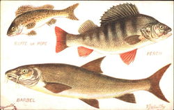 The Barbel The Perch The Ruffe Or Pope Postcard