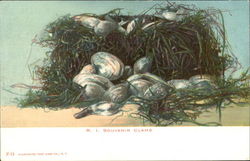 R. I. Souvenir Clams Postcard