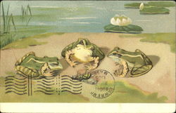 Frogs eating Postcard