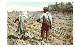 First Hoeing Of Cotton Postcard