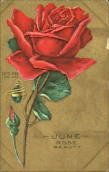 June Rose Beauty Postcard