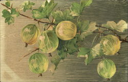 Plant with green fruit on it Postcard