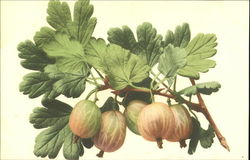 Gooseberry Vine Fruit Postcard Postcard