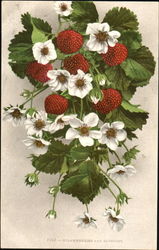 Strawberries And Blossoms Fruit Postcard Postcard