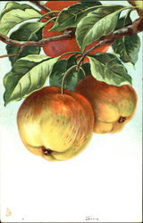 Apples on the branch Fruit Postcard Postcard