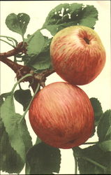 Apples on a branch Fruit Postcard Postcard